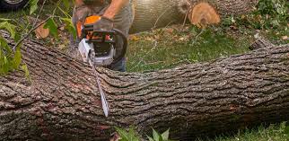 Best Lawn Renovation and Restoration  in Swisher, IA