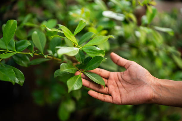 Best Tree Maintenance Programs  in Swisher, IA