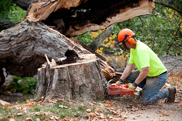 Best Tree Risk Assessment  in Swisher, IA