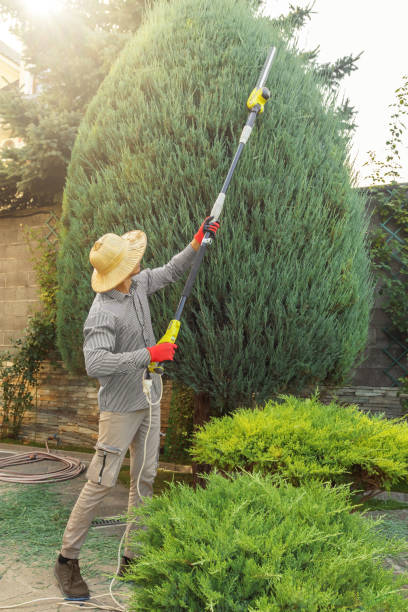 Best Leaf Removal  in Swisher, IA